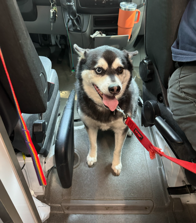 Husky during appointment 