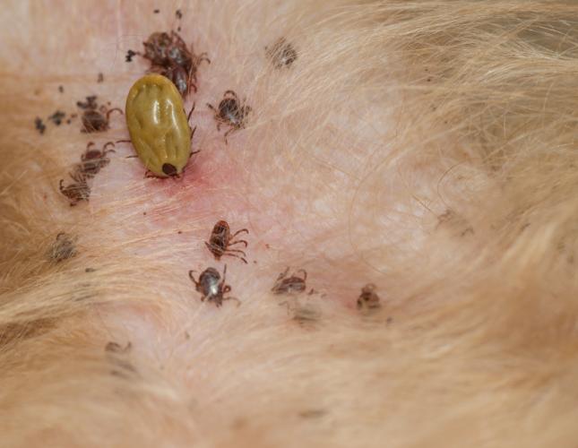 11 Common Questions Answered About Vector-Borne Diseases in Pets